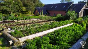 The veggie garden