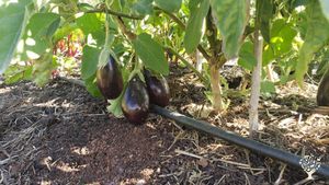 Ecological finca with veggies and fruit garden, animals, events, retreats and visits