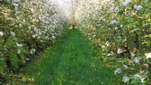 Ferme fruitière bio en agroécologie