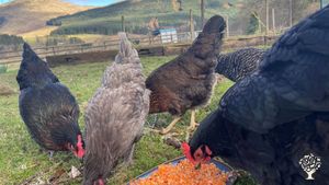 Rooted heritage: rewilding and sustainable crafts and land use on a b-listed former dairy farm