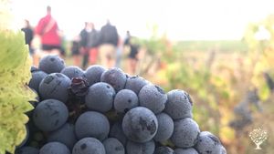 Viticulteur en biodynamie  à Loir et Cher