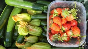 raccolta mattutina primaverile