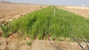 Le projet "Terroir Lblad" est une initiative ambitieuse visant à valoriser les produits de terroir