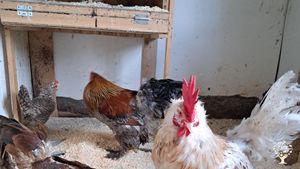 Idyllic homestead with sheep in middle of norwegian wilderness based on sustainable values