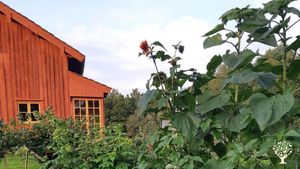 Rural family home, organic vegetable garden and cut flower farm open to visitors in summer