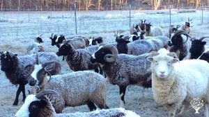 150-acre family farm hosting WWOOFers since 2001! 👩‍🌾 🎉