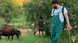 Organic olive oil farm