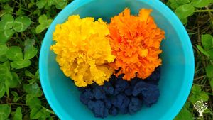 Plantes tinctoriales: colorants naturels du jardin