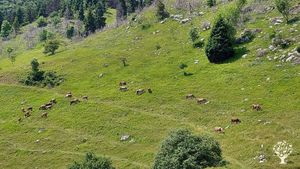 Allevamento bovini, Azienda agricola