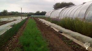 Solidarische Landwirtschaft