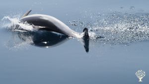 Delfines, calderones  ballenas,tortugas y aves marinas 