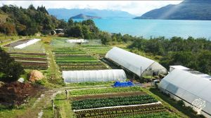 Native plant nursery and community gardening in Patagonia