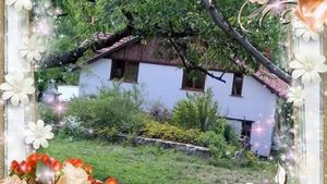 Family home and garden - rural, fruit orchards, veggie beds & family pets / horses, dogs and cats.