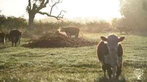 Biodynamic and Organic Livestock and Vegetable Farm