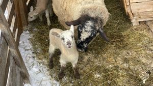 Little Lambs