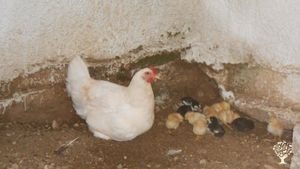 Family home and garden - rural