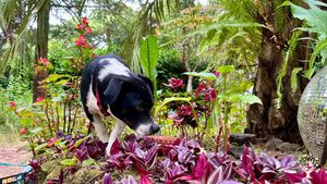 Kozmo, our dog, on the Phoenix Palm Altar in the center of the land