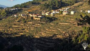 Quinta com olival, vinha, pomares de cerejas e pomares de sabugueiro.