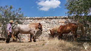 Lana e Deianira (Caitpr)