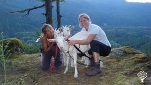 Homestead farm/Geese, chickens, ducks, goats, dogs, cats!