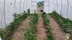 Small but expanding garden on homestead in the high desert near Mesa Verde