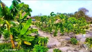 Médina Dassilamé Ferme