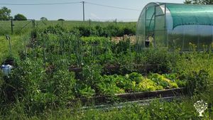 Greenhouse for tomatoes and some vegetable beds