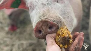 Pigs loving the left over veg