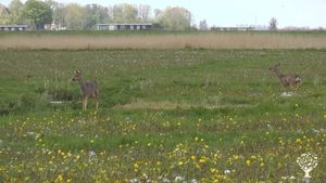 Welkom op het eiland de Gouden Boaiem, wij runnen hier een biodynamisch melkveebedrijf.