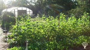 Homestead located in the Ouachita Mountains near Mount Ida - quartz crystal capitol of the world!