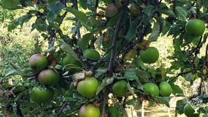 Permaculture homestead developing a forest garden, a DEI safe space