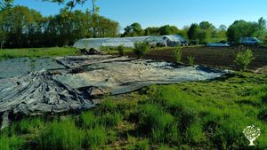 Maraîchage bio en agroforesterie