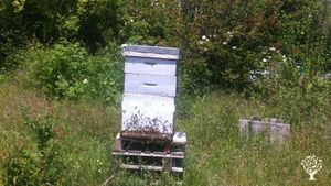 Association pour la Nature et les abeilles