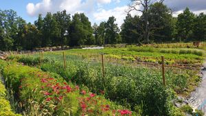 Vegetable garden