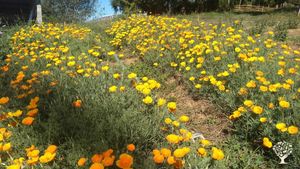 Production de plantes aromatiques et médicinales certifiées bio