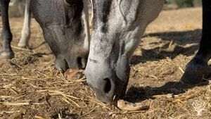 Santuario de Animales La Candela - La Candela Animal Sanctuary