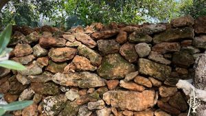 Azienda Agricola biologica di olive da tavole ed olio evo