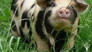 Orchard, Woodlot, Family farm