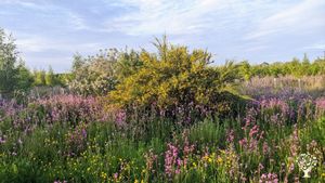 Wildflower Meadows, New Woodland and Smallholding