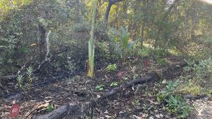 Organic Farm in the middle of a forest