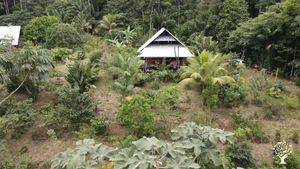 Pépinière modeste en agroforesterie