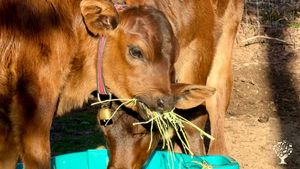 Our 2 bottle calves enjoying some hay.