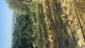 Produzione ortaggi, Olivi