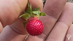 Fraise Népalaise