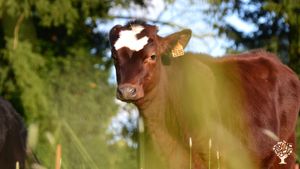 Agriculture biologique diversifié et vente en circuit court