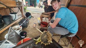 Récoltes de graines 