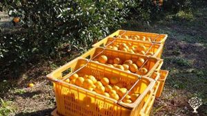 <JJ122> 장애인들과 함께 지내는 평화의마을/ Peace Village Living Together with People with Disabilities