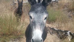 Sono Samuel, ho 27 anni e ho ripreso l'azienda apistica di famiglia,