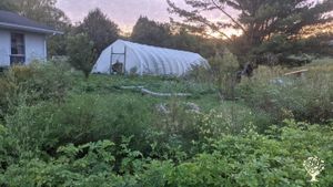 CSA farm with veggies, chickens, sheep, and a growing number of trees!