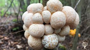 Diweñes, native fungi in oak forest